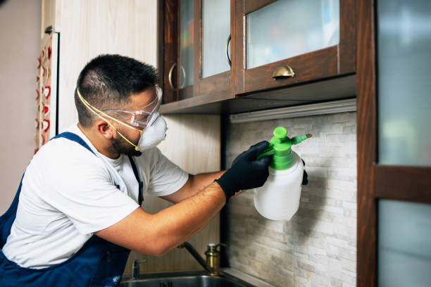 Best Termite Control Services  in Arvada, CO