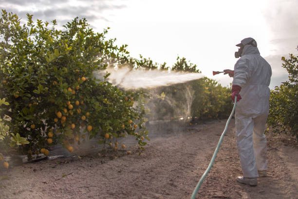 Best Rat Extermination Near Me  in Arvada, CO