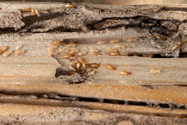Best Residential Pest Control  in Arvada, CO